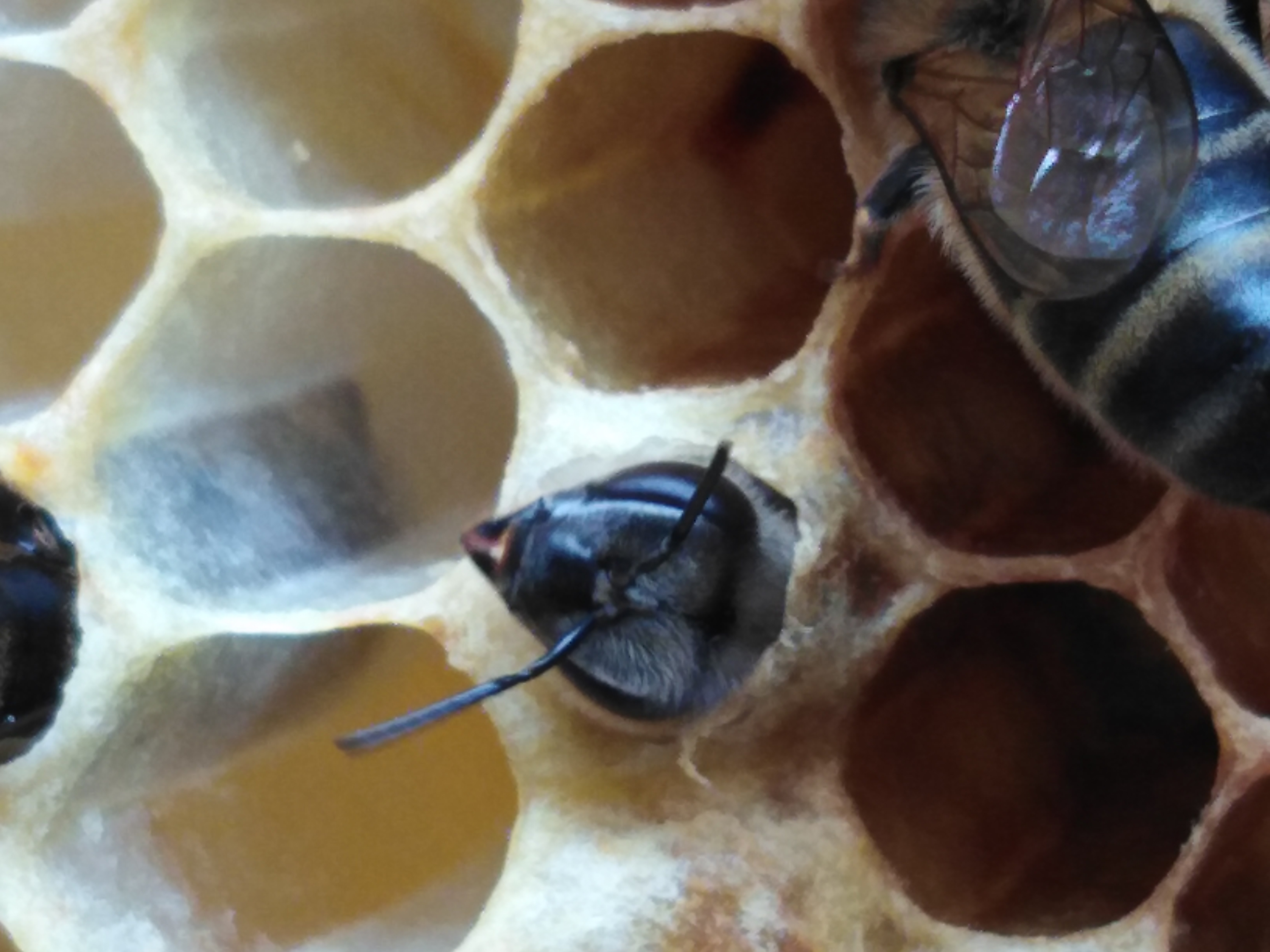naissance d'une abeille 